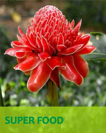 SUPER FOOD